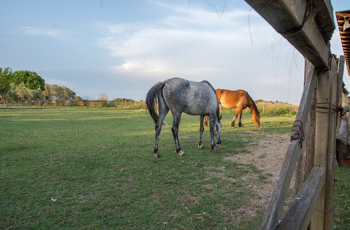 Τουριστική Ιππασία