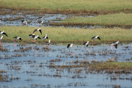 Παρατήρηση Πουλιών